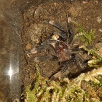 P. irminia