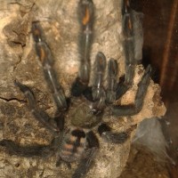 P. irminia