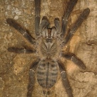 C. sp. Sulawesi Black