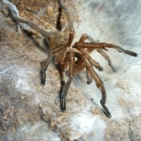 Harpactira pulchripes 0.1