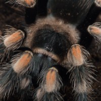 juvenile B. smithi