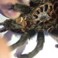 Grammostola pulchra