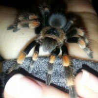 Brachypelma smithi