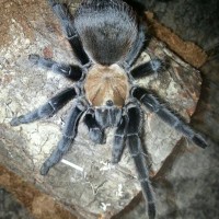 Aphonopelma anax