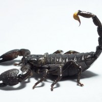 Emperor scorpion