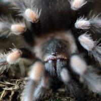 0.1 B.smithi #1