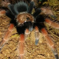 Brachypelma boehmei