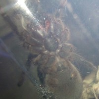 B.Vagans approx 2"