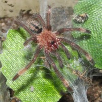 P. cambridgei sling