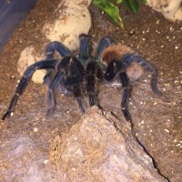 Hungry 0.1 Chromatopelma