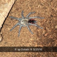 Pamphobeteus sp. Goliath/Santa Domingo Goliath