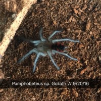 Pamphobeteus sp. Goliath/Santa Domingo Goliath