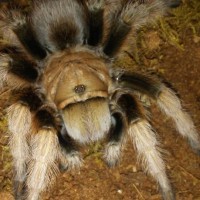 Aphonopelma chalcodes