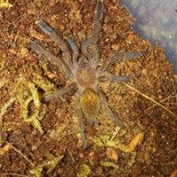 Pterinochilus murinus