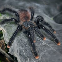 Avicularia avicularia