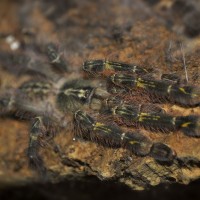 Poecilotheria rufilata