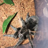 Grammostola Pulchra