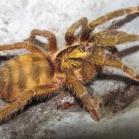 N. incei