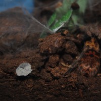 GBB sling :)