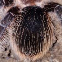 B. albopilosum (2 of 2)