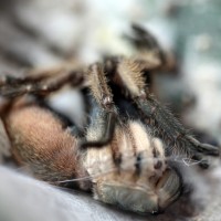 M.balfouri Molting