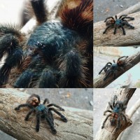 Avicularia versicolor