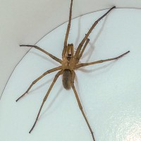 Spider ID?