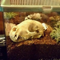 Taxidermy desert enclosure for M. balfouri :)