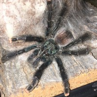 Avicularia sp.?