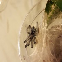 Freshly Molted A. Versicolor