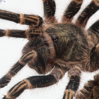 G. pulchripes up close