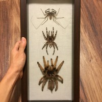 Molt displays!!