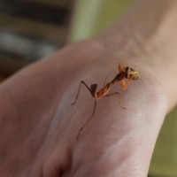 Sphodromantis lineola