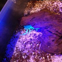 Mesobuthus Gibbosus under blacklight