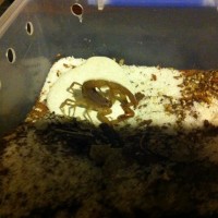 M Gibbosus Feeding On Mealworm (2nd shot)