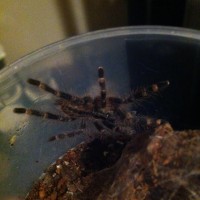 Poecilotheria fasciata