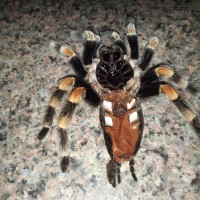 B. Smithi Female