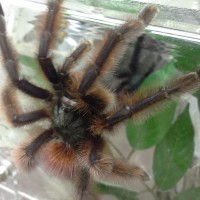 Male versicolor