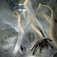 C. fimbriatus Web Maze