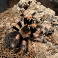 B. smithi in defensive posture