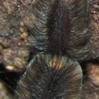 A. avicularia Tarsal Claw