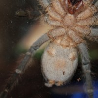 Aphonopelma seemani-M/F?