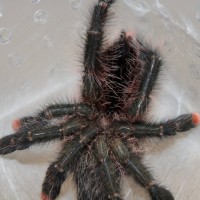 Avicularia aurantiaca