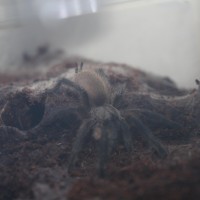 Monocentropus balfouri