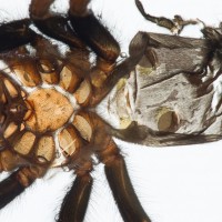 B. smithi exuvia