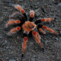 Brachypelma sp.