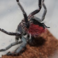 Thrixopelma ockerti