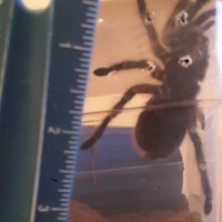 measuring my G. Rosea