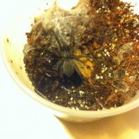 Monocentropus balfouri sling