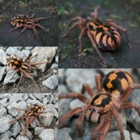 Hapalopus sp Colombia "Large"